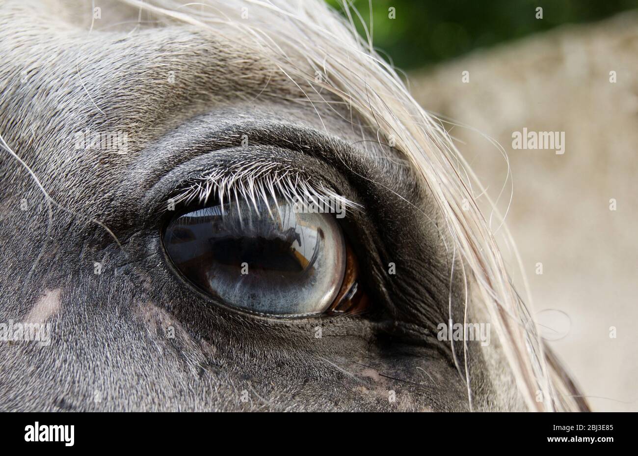 Blaues Auge eines weißen spanischen Pferdes aus nächster Nähe. Kartäuserpferd mit Heterochromie Stockfoto