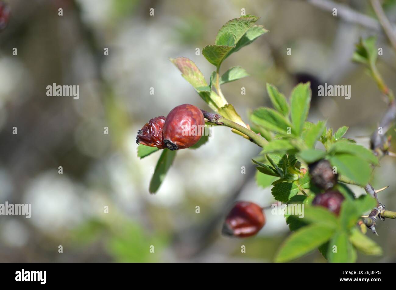Nahaufnahme eines Makroaufnahmen mit Buokeh (verdroschenem Hintergrund) aus alten, weiß getünchten Hundrosen oder rosa-Canina-Früchten Stockfoto