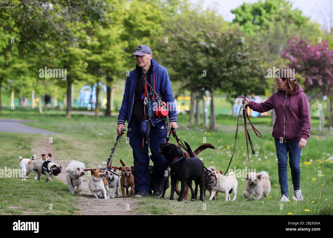 Gerry Atkinson (links) und Sheila O'Reilly gehen ihre eigenen und einige Nachbarhunde im Tolka Valley Park in Dublin. Stockfoto
