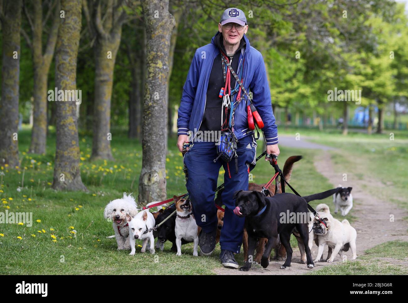 Gerry Atkinson seine eigenen und einige Nachbarn Hunde im Tolka Valley Park in Dublin. Stockfoto