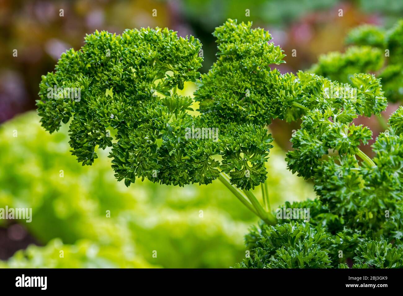 Petersilie (Petroselinum crispum) aus der Nähe der Blätter Stockfoto