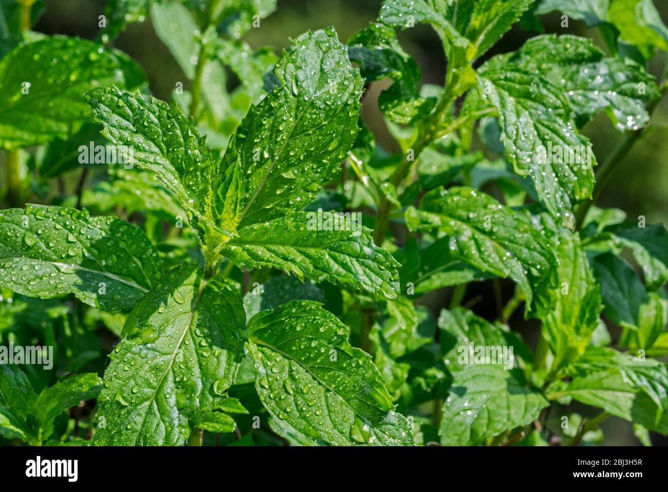 Nahaufnahme von nassen grünen Blättern der Pfefferminze (Mentha x piperita Swiss) Hybrid-Minze, Kreuzung zwischen Wasserminze und Spearminze Stockfoto