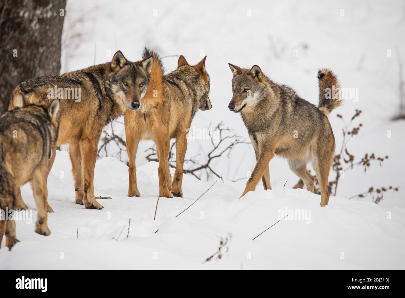 Canis lupus Italicus - Wolf Wölfe Schnee Stockfoto