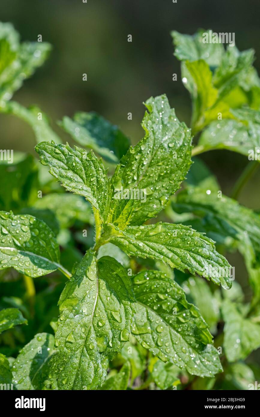Nahaufnahme von nassen grünen Blättern der Pfefferminze (Mentha x piperita Swiss) Hybrid-Minze, Kreuzung zwischen Wasserminze und Spearminze Stockfoto