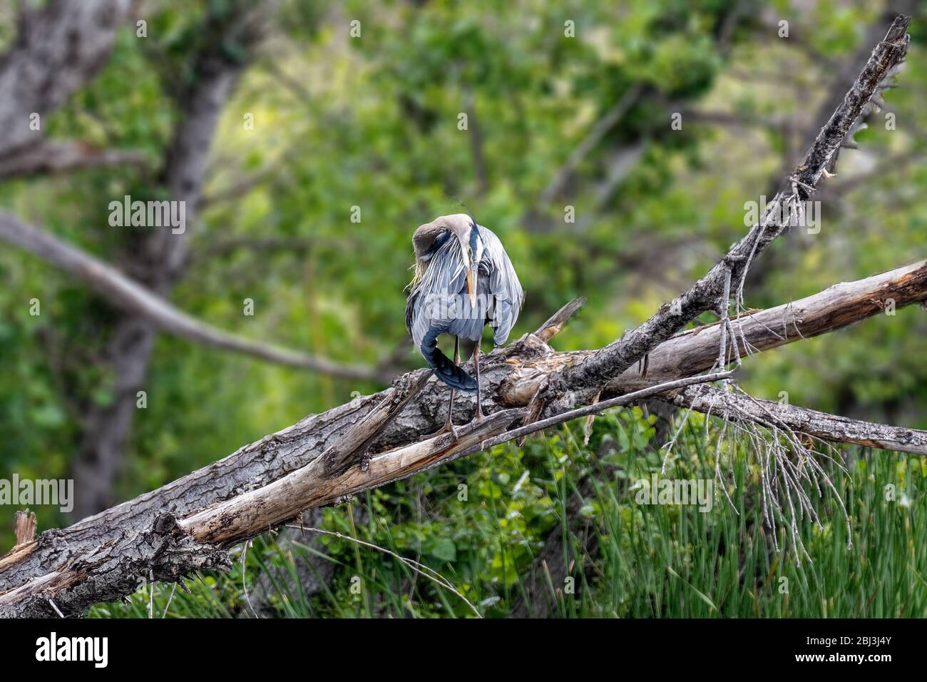 Großer Blaureiher (Ardea herodias) auf einem Baum in Sepulveda Wildlife Sanctuary CA USA Stockfoto