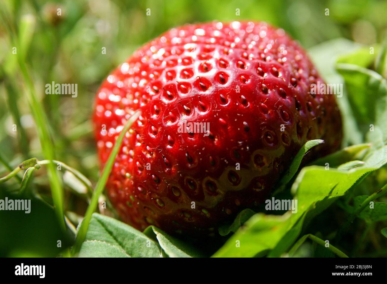 Große Erdbeere im Garten Stockfoto