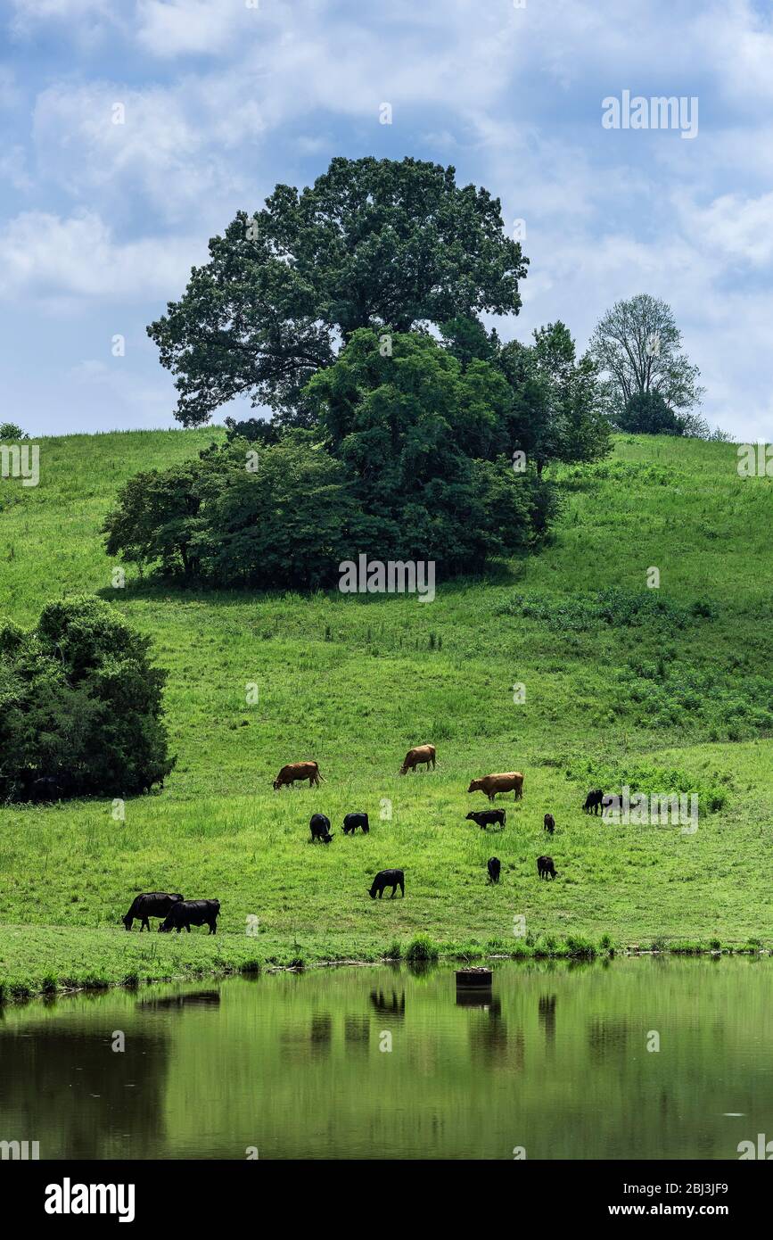 Vieh grasen auf einer hügeligen Weide in Tennessee. Stockfoto