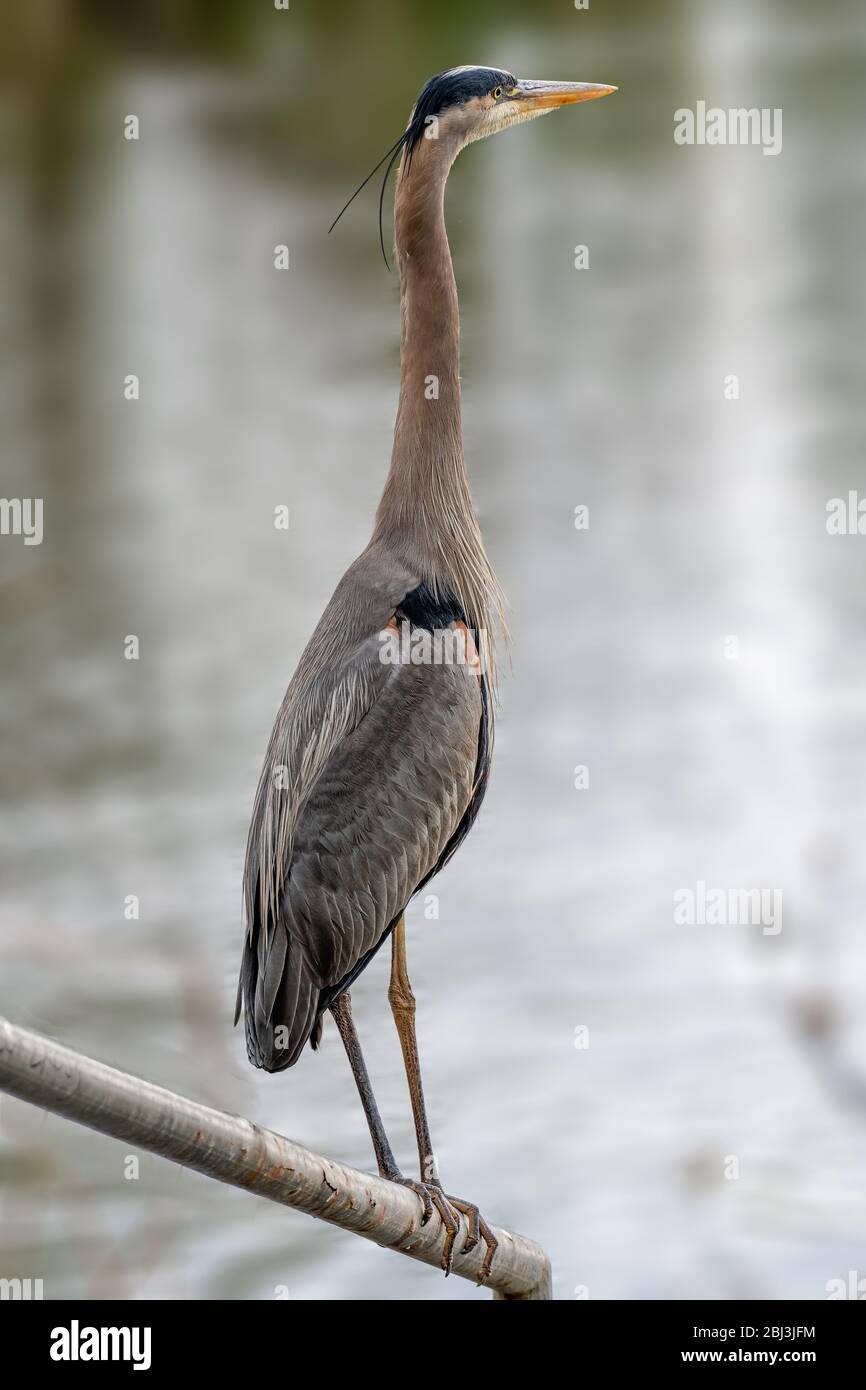 Großer Blaureiher (Ardea herodias) auf einem Baum in Sepulveda Wildlife Sanctuary CA USA Stockfoto