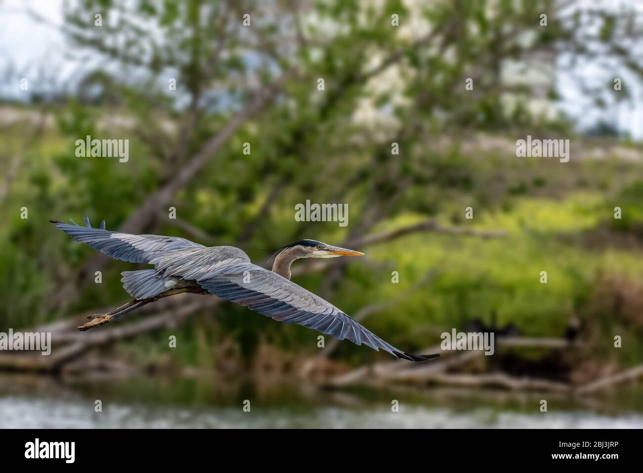 Great Blue Heron (Ardea herodias) fliegt über Sepulveda Wildlife Sanctuary CA USA Stockfoto