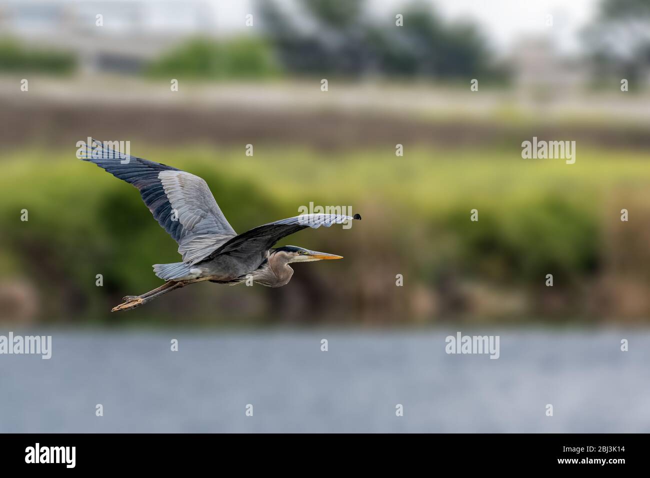 Great Blue Heron (Ardea herodias) fliegt über Sepulveda Wildlife Sanctuary CA USA Stockfoto