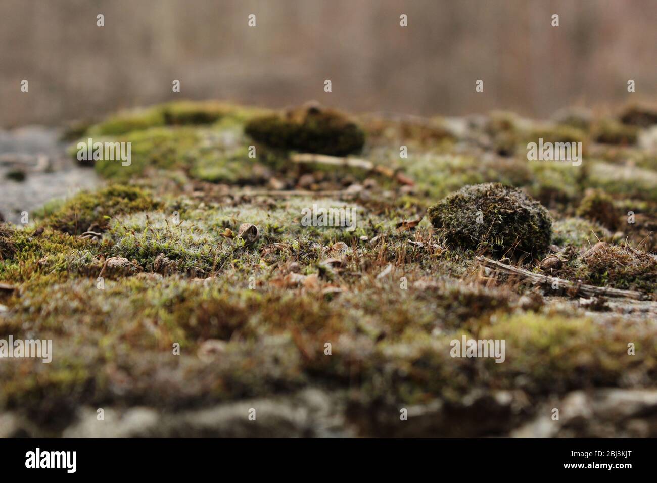 Schönes grünes Moos im Wald, Moosnähe, Makro. Flechten wächst auf dem alten trockenen Baum, Hintergrund von Moos. Bryophyta in vivo, Frühling Natur Wald Stockfoto