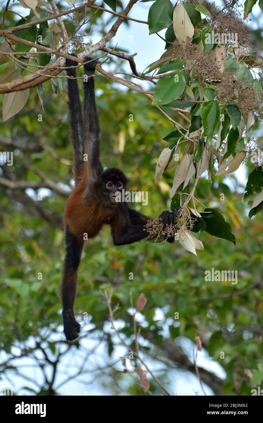 Spider Mokey im Corcovado Nationalpark Stockfoto