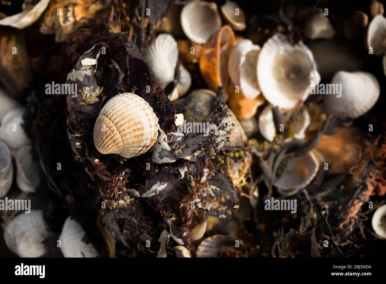 Nahaufnahme einer Gruppe von Muscheln mit Algen und Kieselsteinen an einem britischen Strand in Seasalter, Kent.England Stockfoto