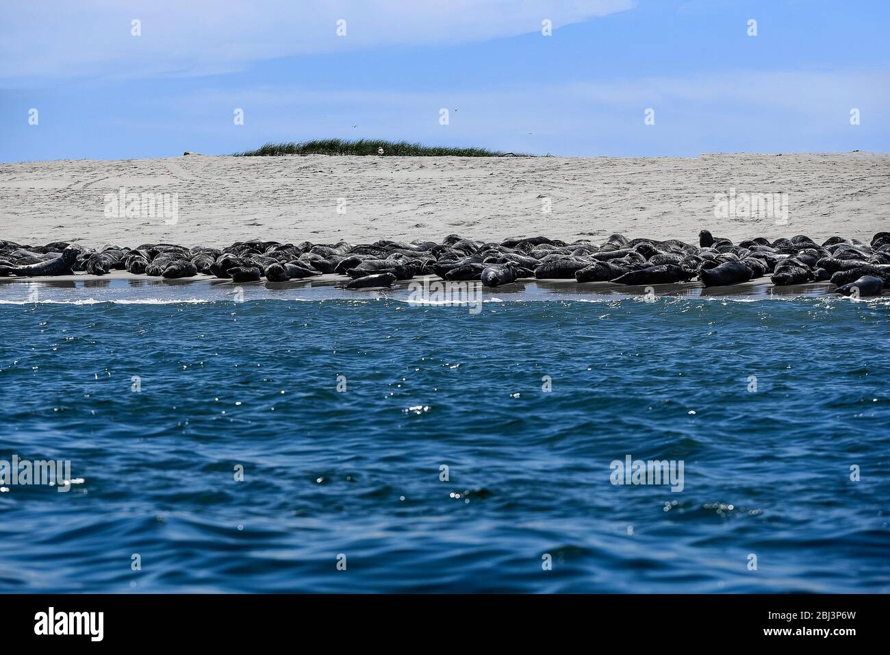 Robben sonnen sich am Strand von Monomoy Island auf Cape Cod in Massachusetts. Stockfoto