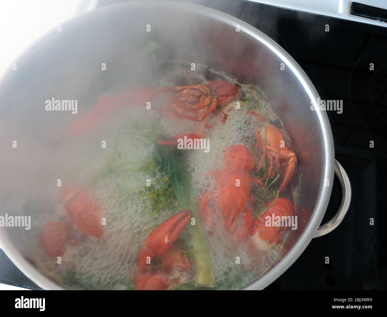 Kochender roter Krebse in einer Kochschale Stockfoto