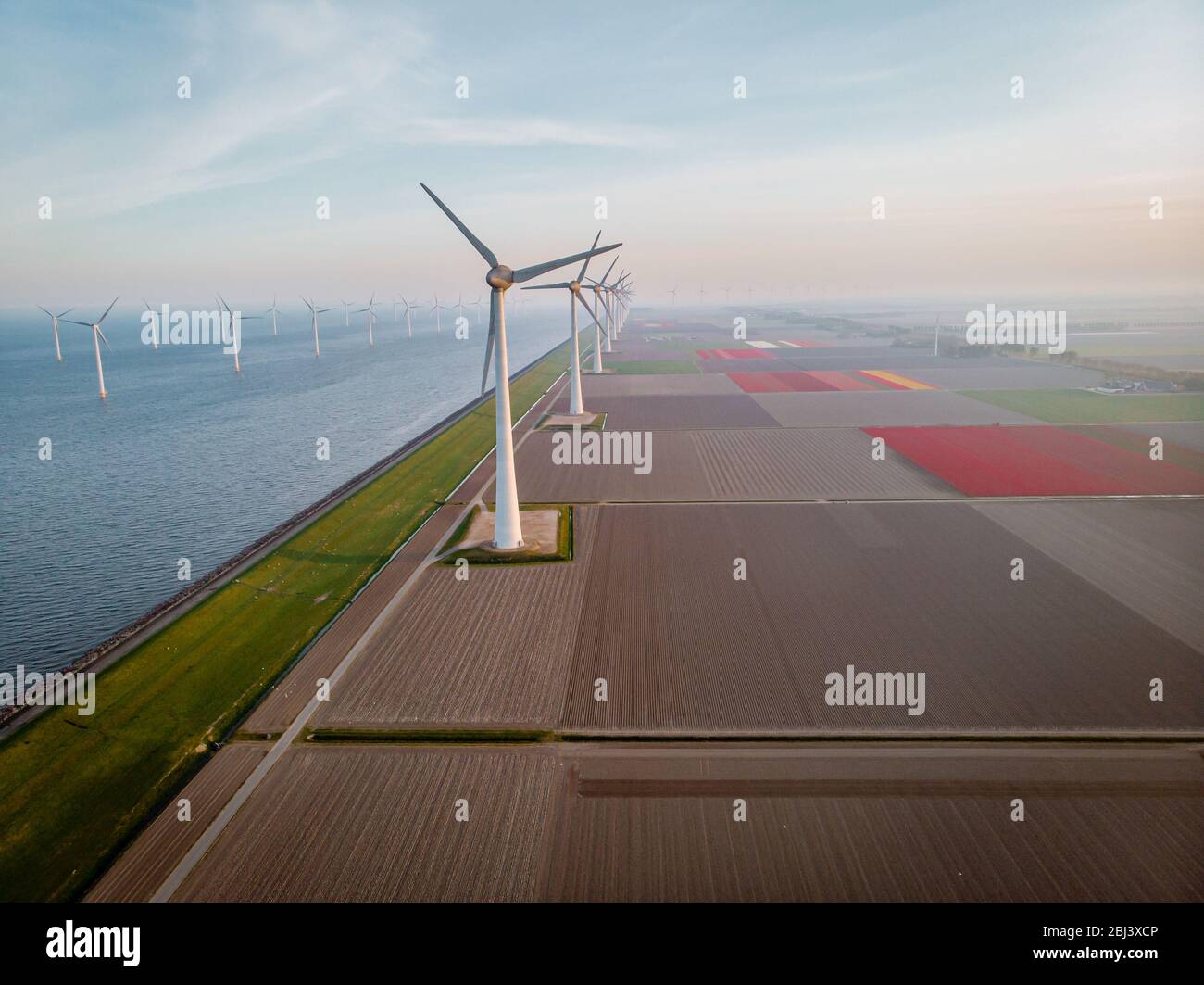 Drohne fliegt über Windmühlenfarm mit bunten Tulpenfeldern in den  Noordoostpolder niederlande, Green Energy Windmühlenanlage auf See und zu  Land Stockfotografie - Alamy