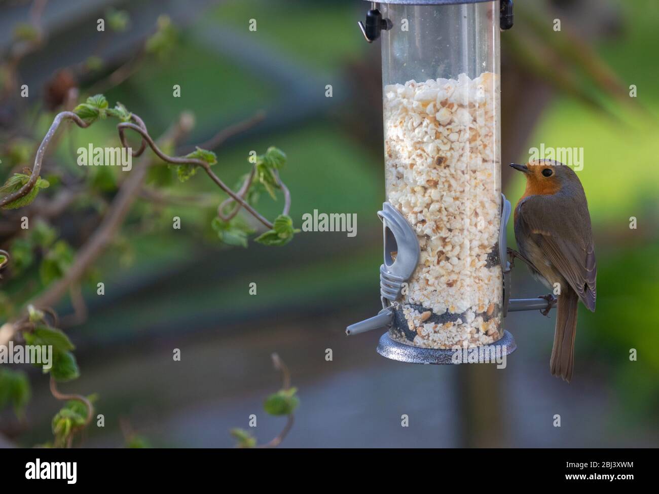 Ein einziger europäischer Rotkehlchen (Erithacus rubecula) auf einem Futterhäuschen voller Popcorn, Fife, Schottland. Stockfoto