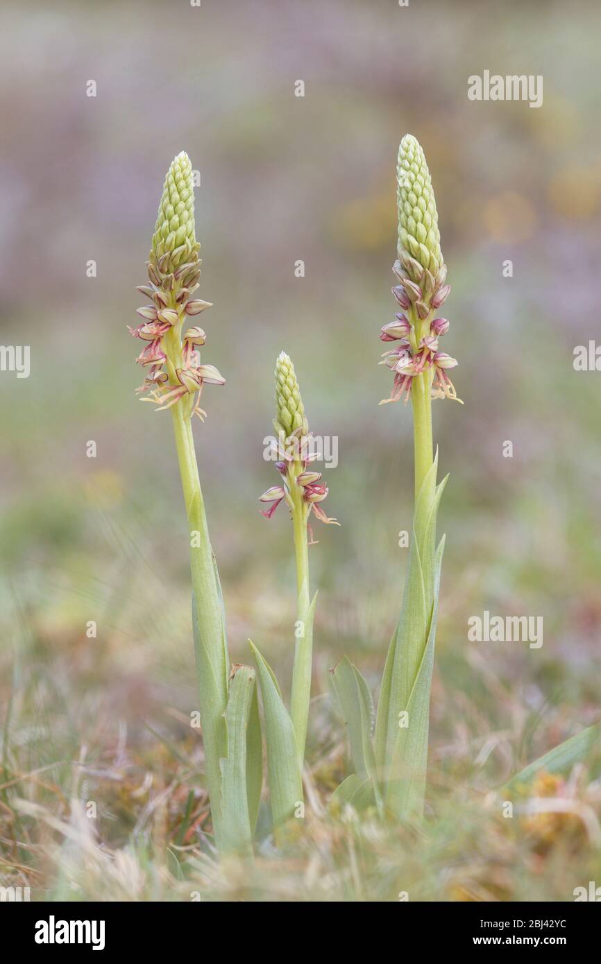 Saseta, Castilla y Leon/Spanien; 02. Mai 2018. Männliche Orchidee (Orchis anthropophora) ist eine terrestrische Gewohnheit Orchidee, die in ganz Europa fr Stockfoto