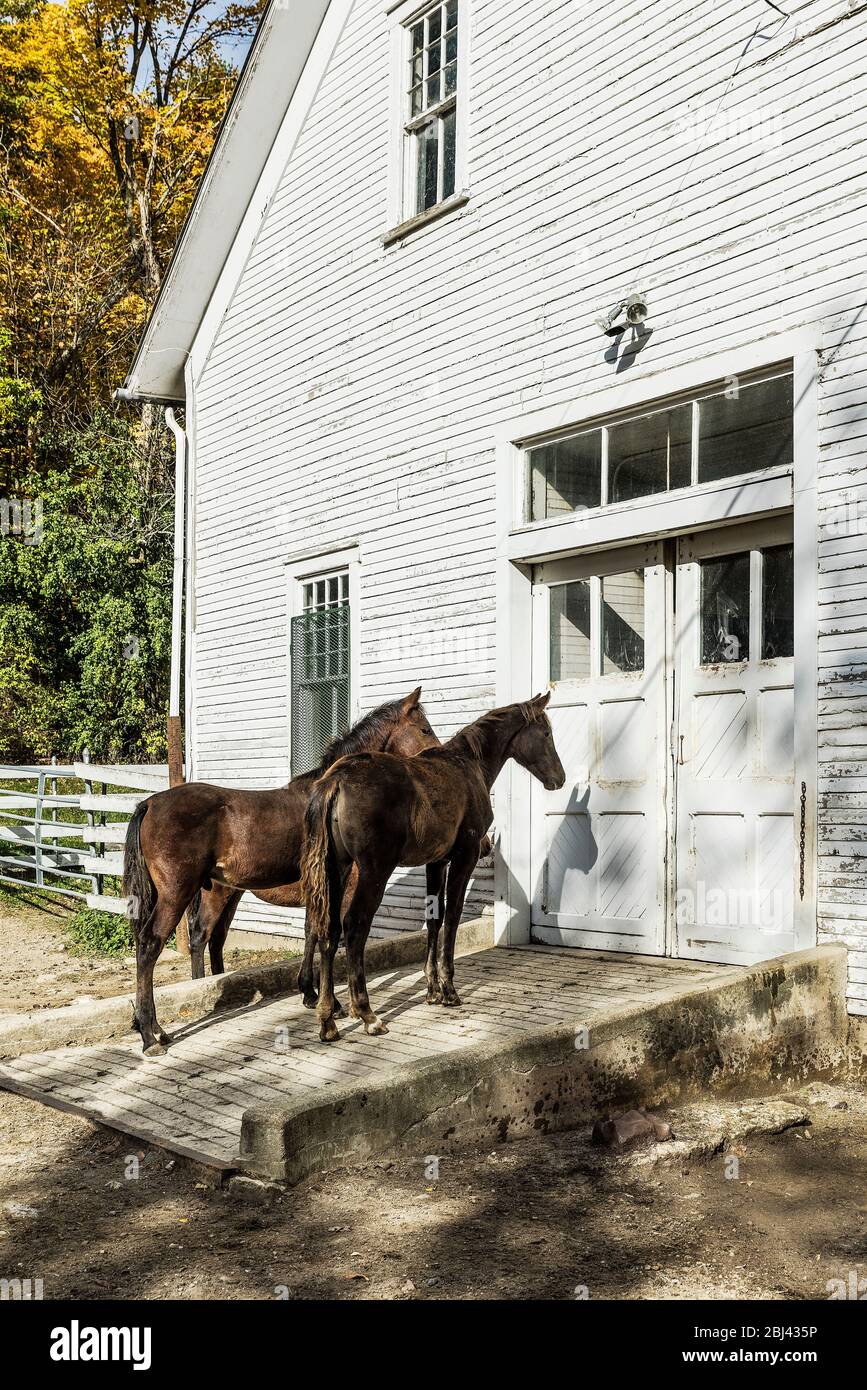 Zwei Colts auf der uvm Morgan Horse Farm in Vermont. Stockfoto