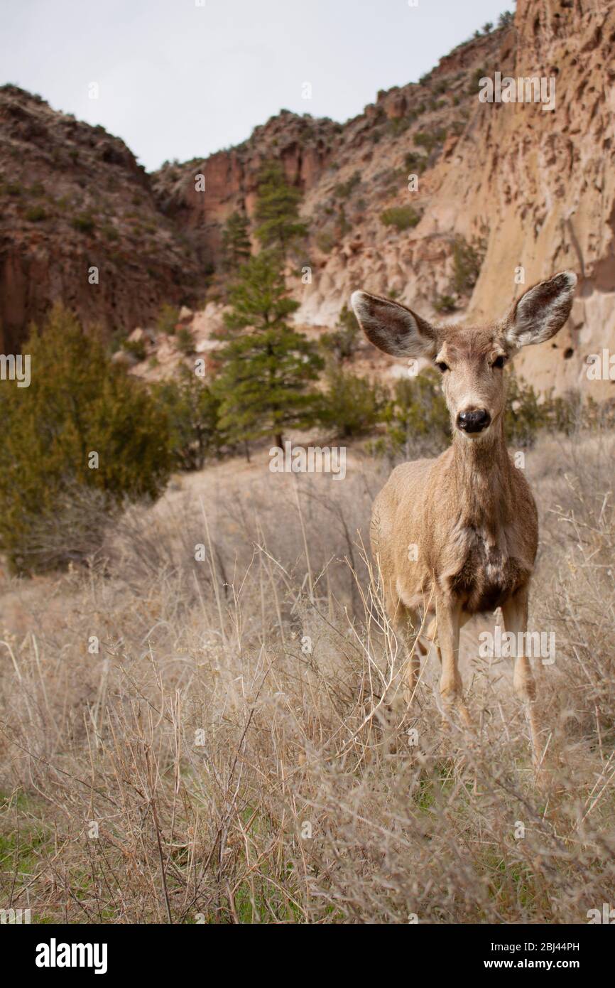 Schließen Mule Deer schaut auf die Kamera am Bandelier National Monument außerhalb von Los Alamos, New Mexico Stockfoto