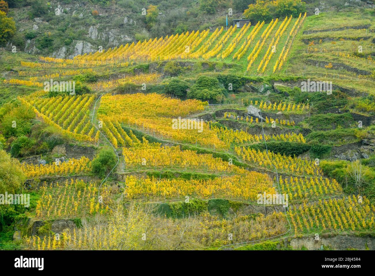 Mittelrhein landschaftlich reizvolle Kreuzfahrt- Weinberge und Herbstfarbe auf Pisten, nahe Oberwesel, Rheinland-Pfalz, Deutschland Stockfoto