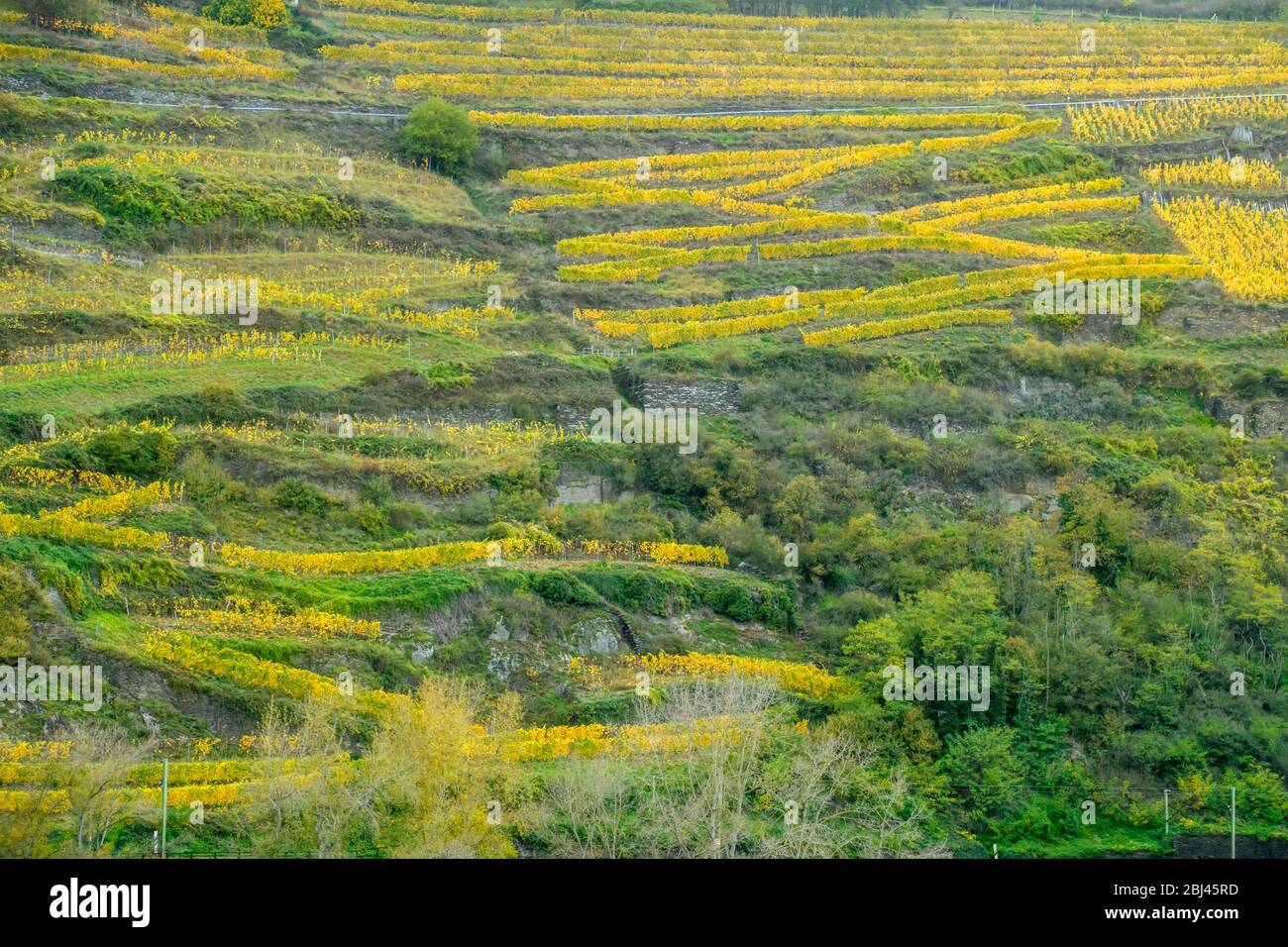 Mittelrhein landschaftlich reizvolle Kreuzfahrt- Weinberge und Herbstfarbe auf Pisten, nahe Oberwesel, Rheinland-Pfalz, Deutschland Stockfoto