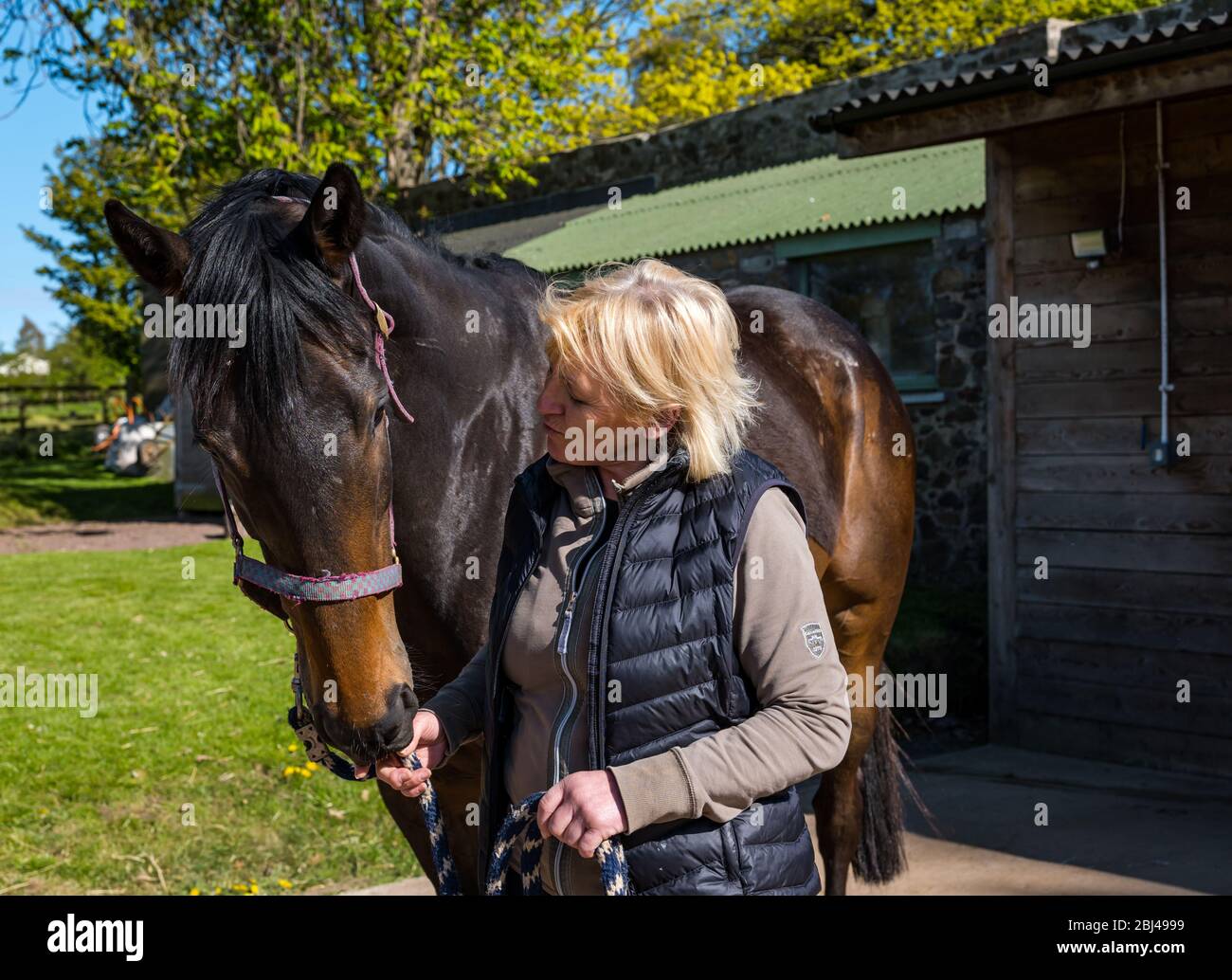 Camptoun, East Lothian, Schottland, Vereinigtes Königreich. April 2020. Eine Gemeinde im Lockdown: Bewohner einer kleinen ländlichen Gemeinde zeigen, wie das Leben im Lockdown für sie ist. Im Bild: Lorna und eines ihrer drei Pferde, Colin. Lorna geht an ein paar Tagen in der Woche auf einem lokalen Golfplatz in Arbeit und arbeitet den Rest der Zeit von zu Hause aus Stockfoto