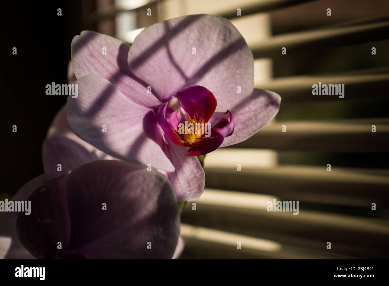 Nahaufnahme der Orchideenblume in Schatten der Fensterschattierungen Stockfoto