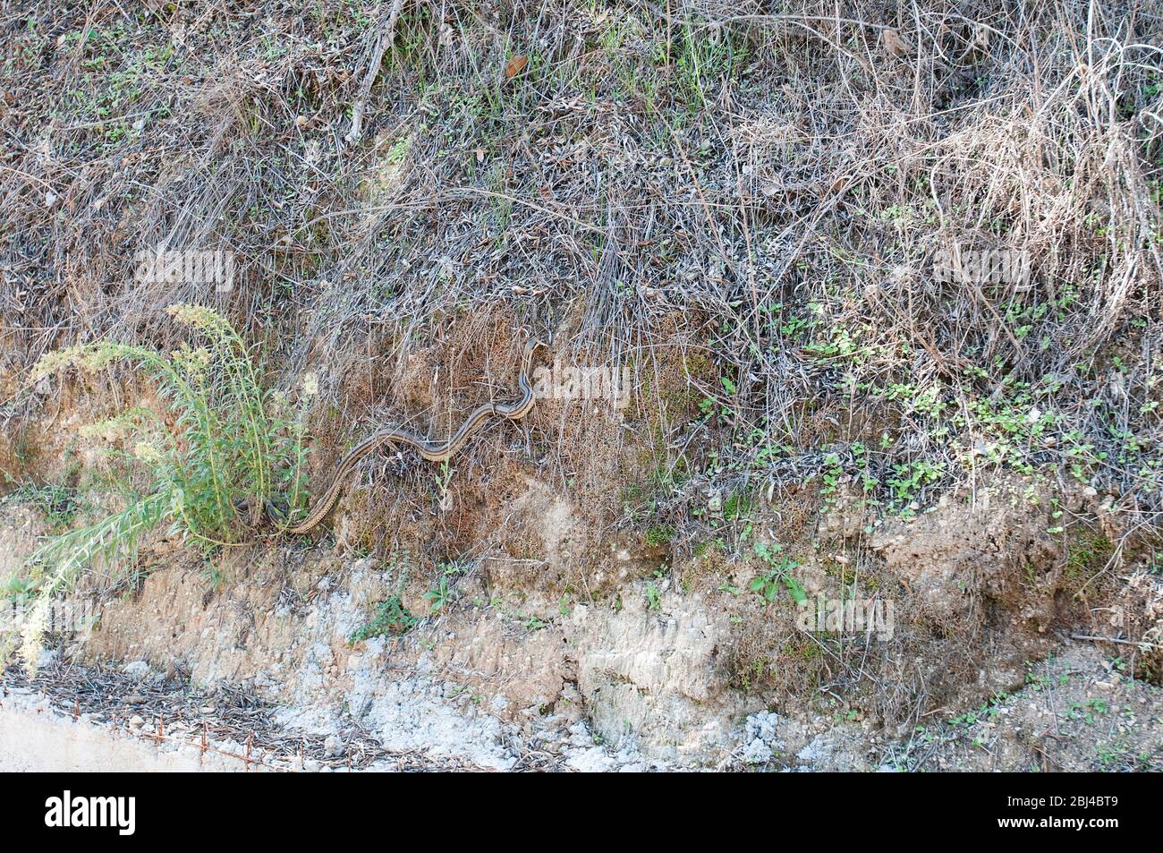 Vierlinige Schlange, nicht giftige Arten, getarnt in Laub, Korfu, Griechenland Stockfoto
