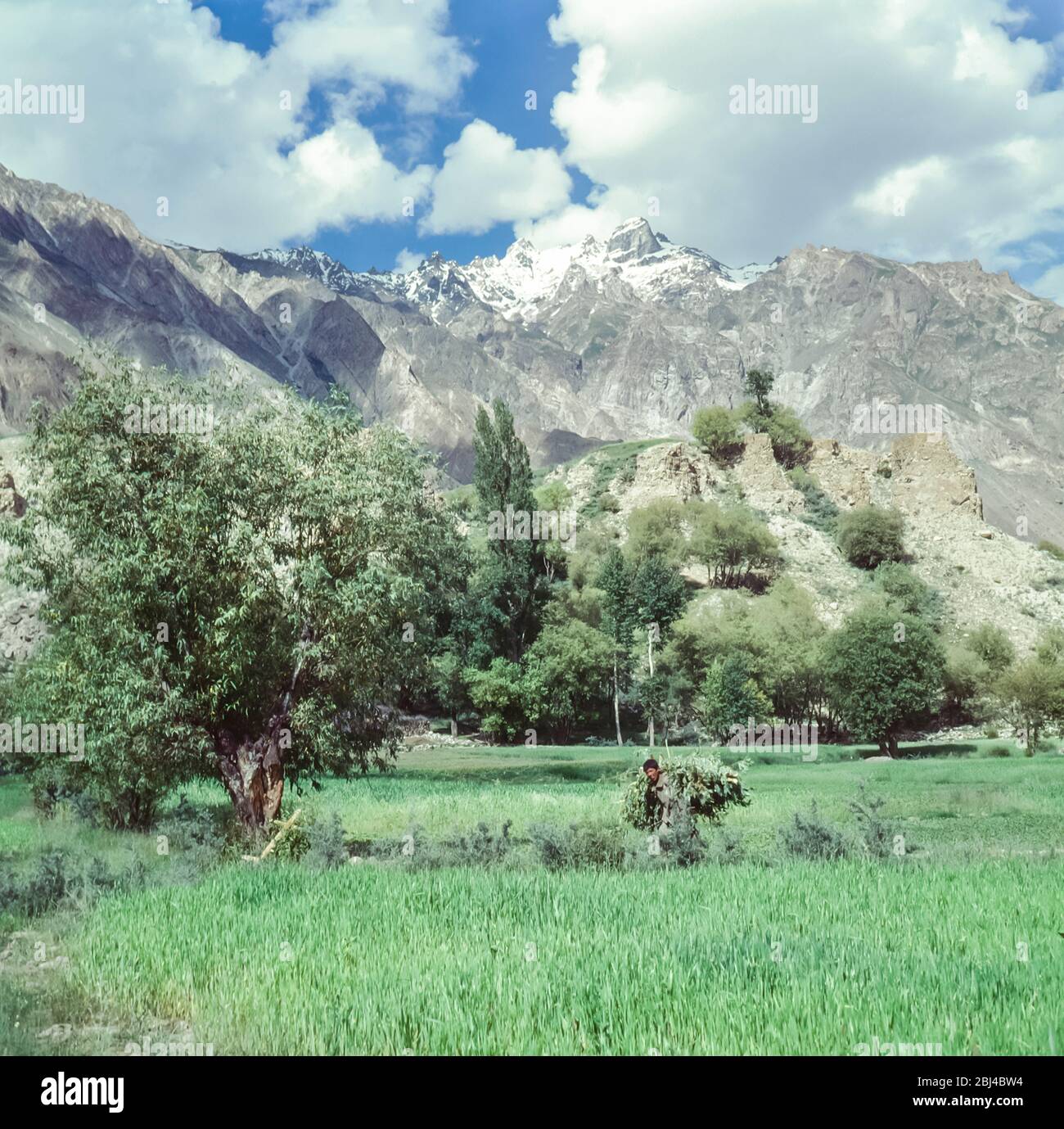 Pakistan, nördliche Gebiete der Karakorum-Berge. Junge Jungen arbeiten auf den Weizenfeldern am Rande des Dorfes Tongul Stockfoto