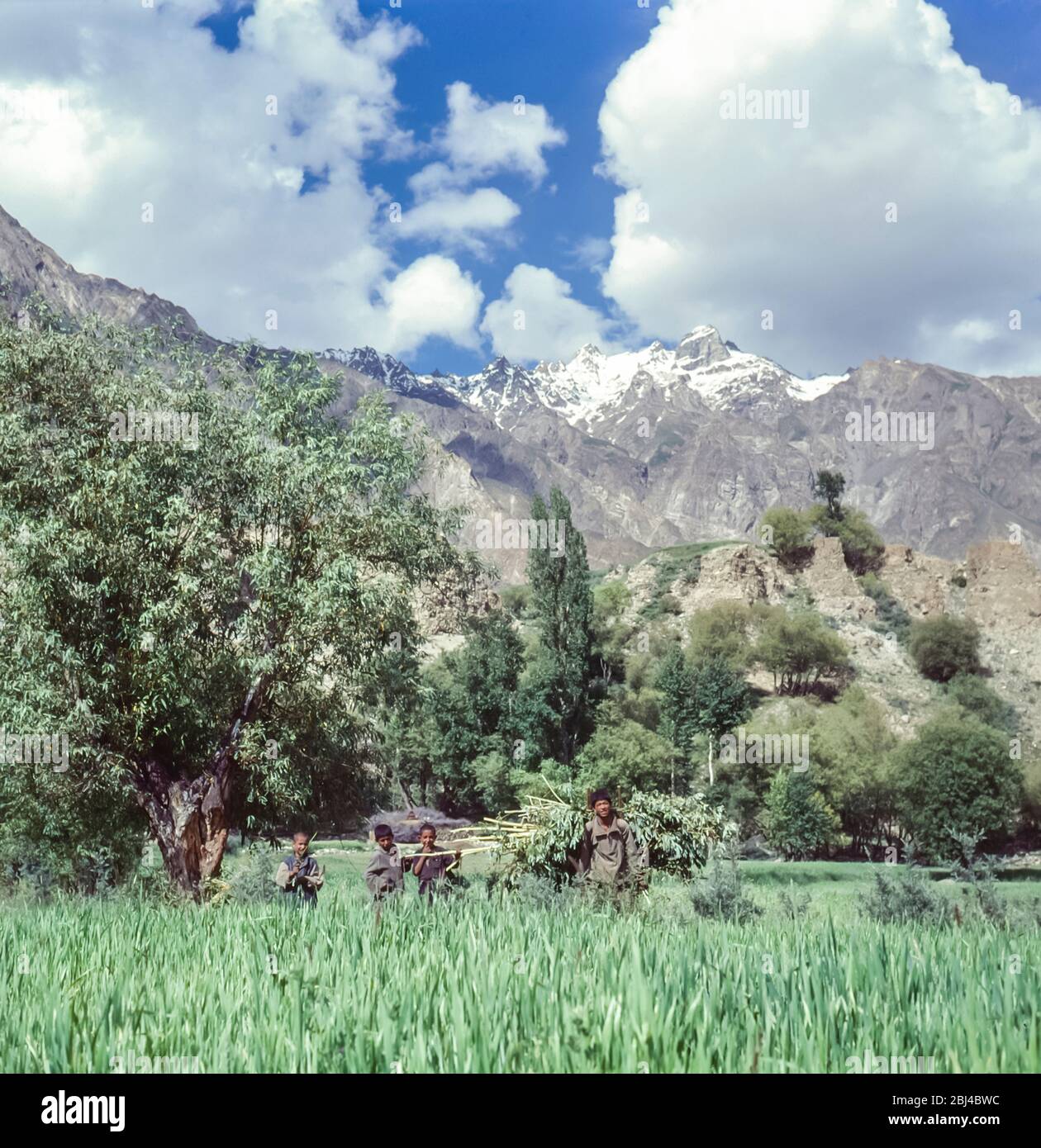 Pakistan, nördliche Gebiete der Karakorum-Berge. Junge Jungen arbeiten auf den Weizenfeldern am Rande des Dorfes Tongul Stockfoto