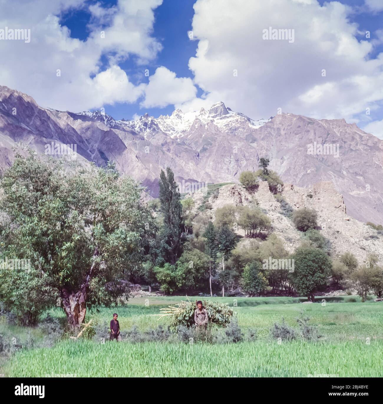 Pakistan, nördliche Gebiete der Karakorum-Berge. Junge Jungen arbeiten auf den Weizenfeldern am Rande des Dorfes Tongul Stockfoto