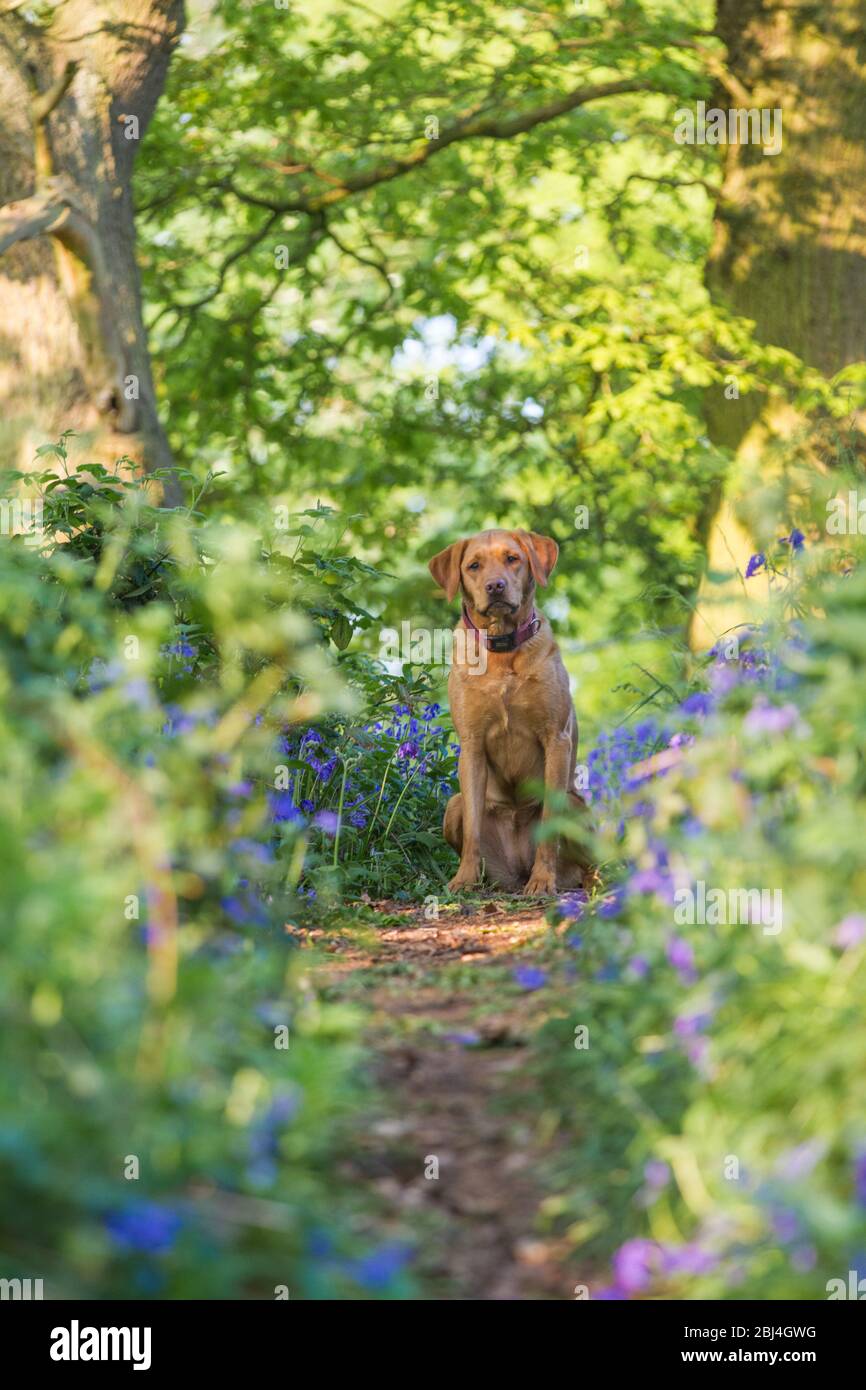 Ein warnender und glücklicher Hund Fox Red Labrador Retriever Hund sitzt gehorsam in einem bluebell Holz während eines Hundespaziergangs mit Kopierraum Stockfoto