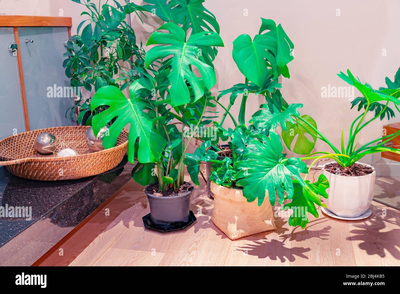 Home Interior Bild von beliebten großen blättrigen Topfpflanzen innen mit Schatten Muster von Blättern auf Holzboden. Stockfoto
