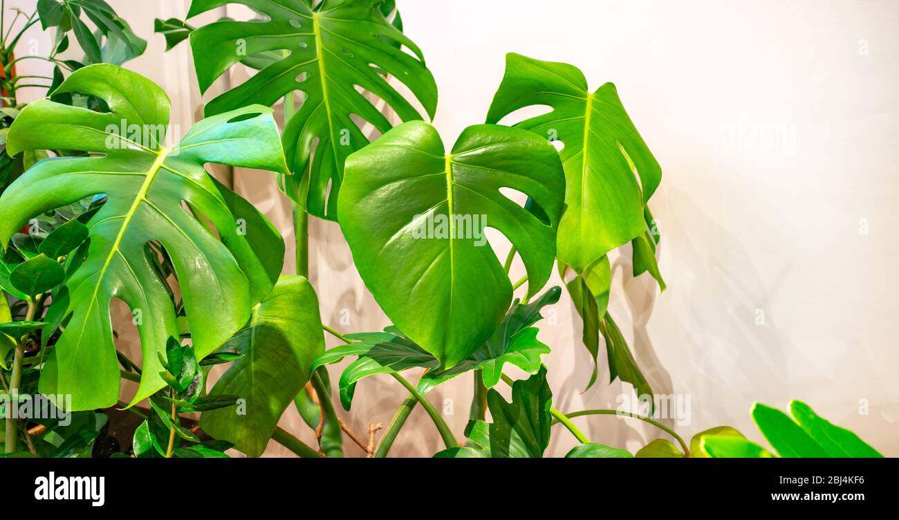 Home Interior Bild von beliebten großen blättrigen Topfpflanzen Innenräume Stockfoto