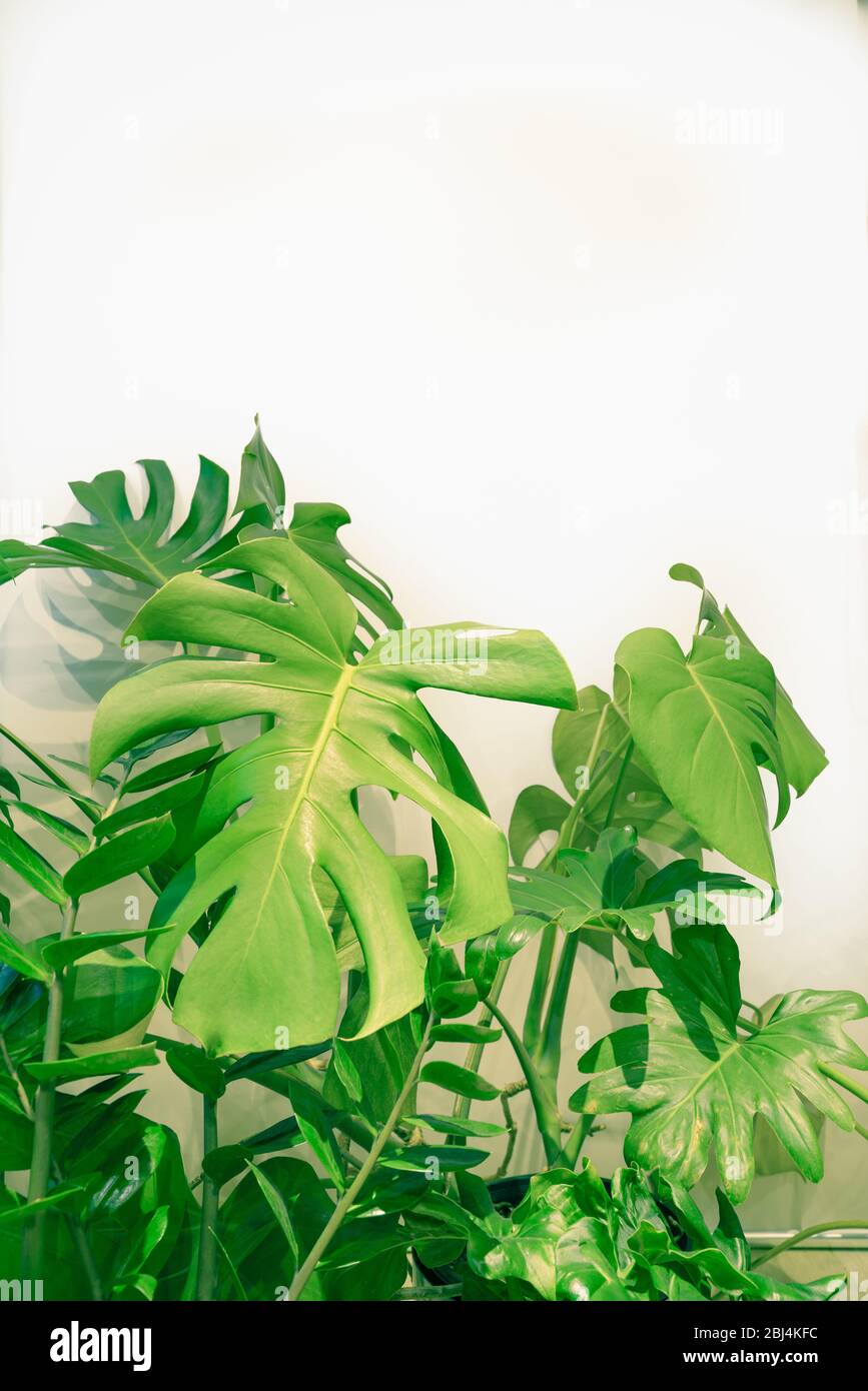 Home Interior Bild von beliebten großen blättrigen Topfpflanzen Innenräume Stockfoto