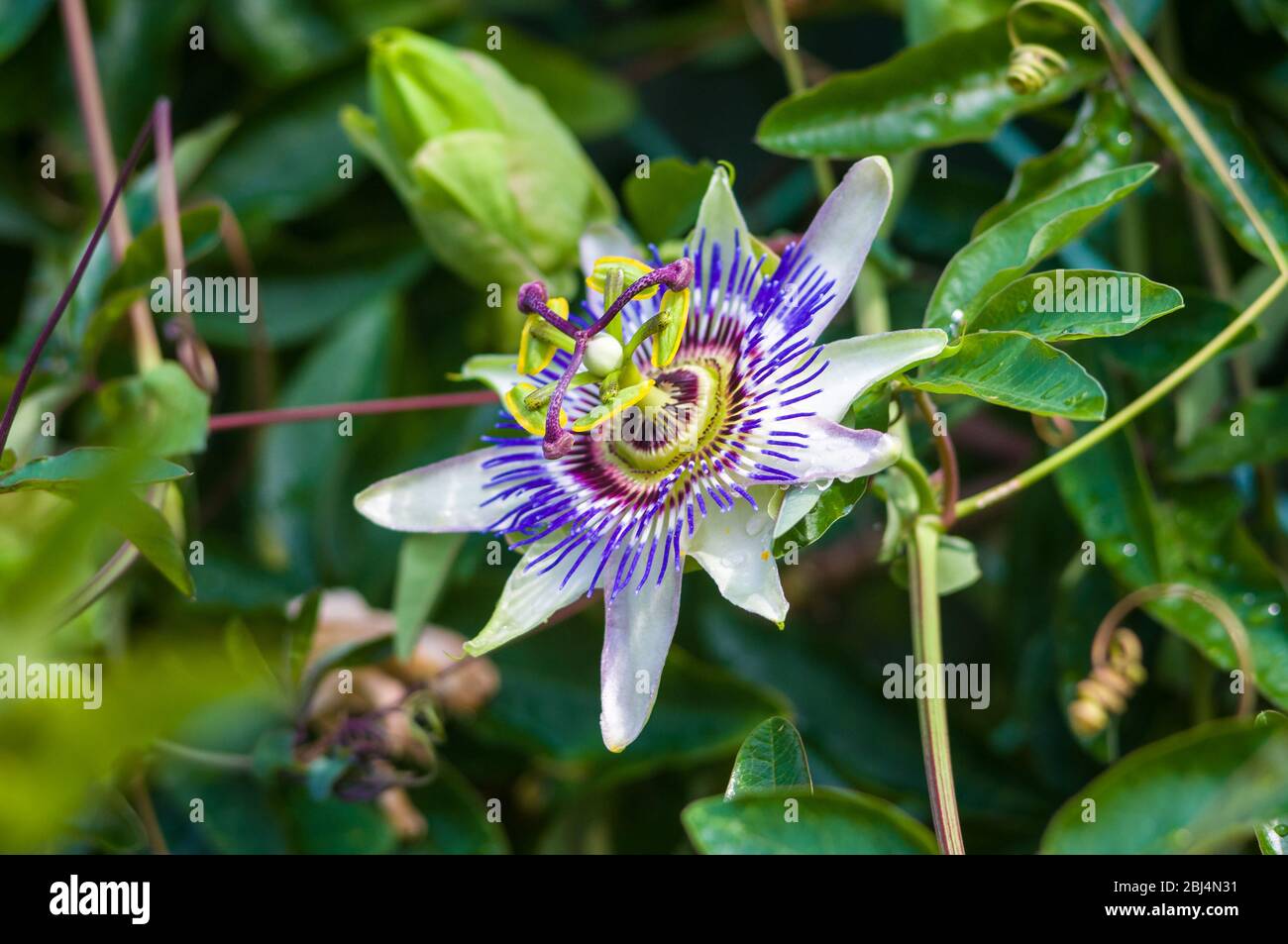 Makro Nahaufnahme von einem wunderschönen filigranen Incredible alien blaue und violette Passionsblume Passiflora caerulea Passionsblume gegen grüne Garten backgrou Stockfoto