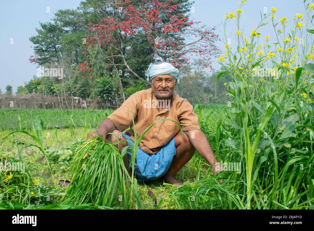 Ein Indischer Bauer Der Auf Seinem Feld Arbeitet Indien Stockfotografie Alamy