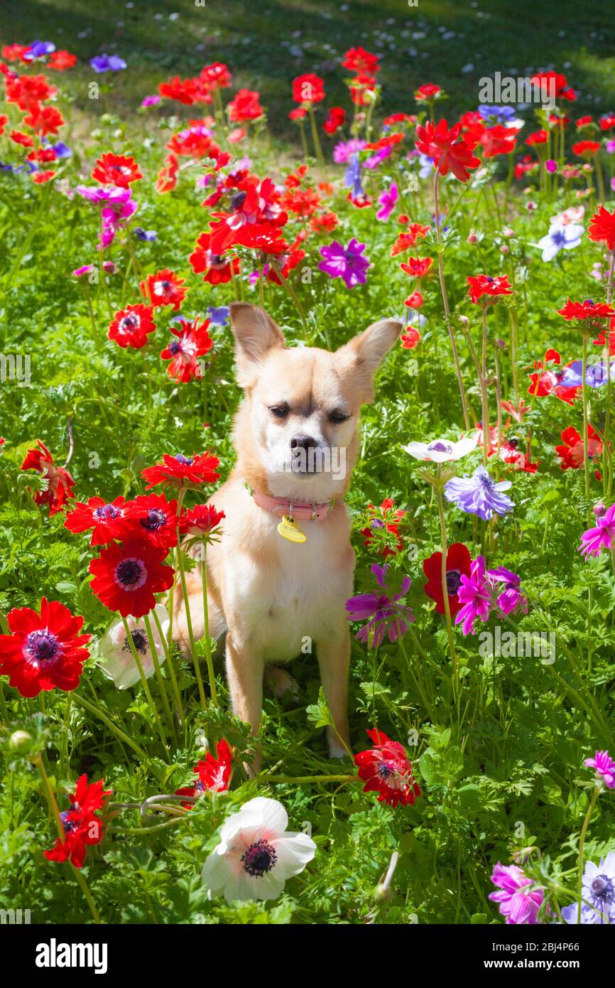 Braun Chihuahua zwischen verschiedenen farbigen Blumen im Garten Stockfoto