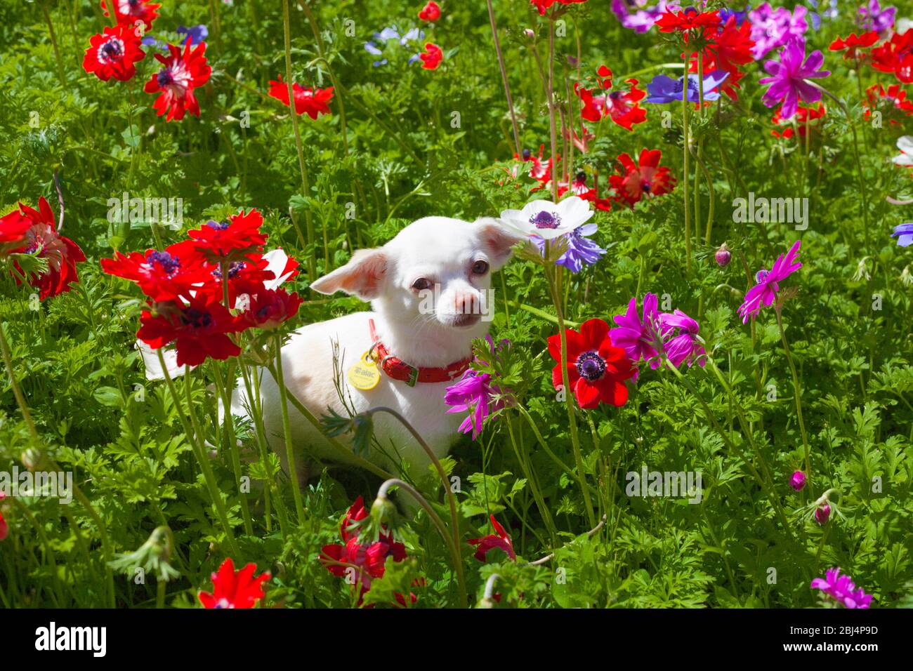 Weißer Chihuahua zwischen bunten Blumen im Garten Stockfoto