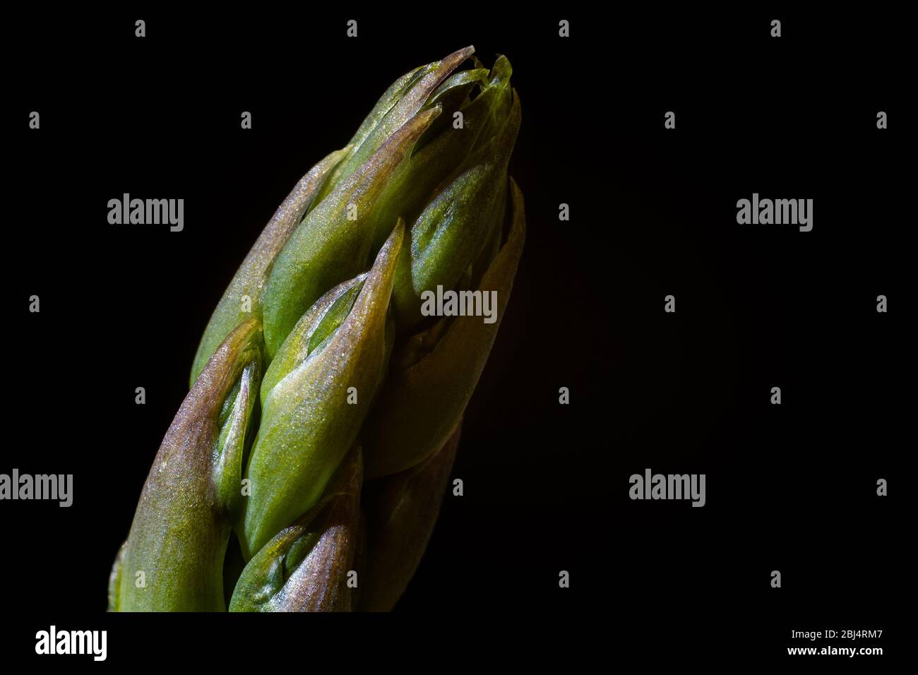 Eine Nahaufnahme der Spitze eines Spargelstiels vor schwarzem Hintergrund. Stockfoto