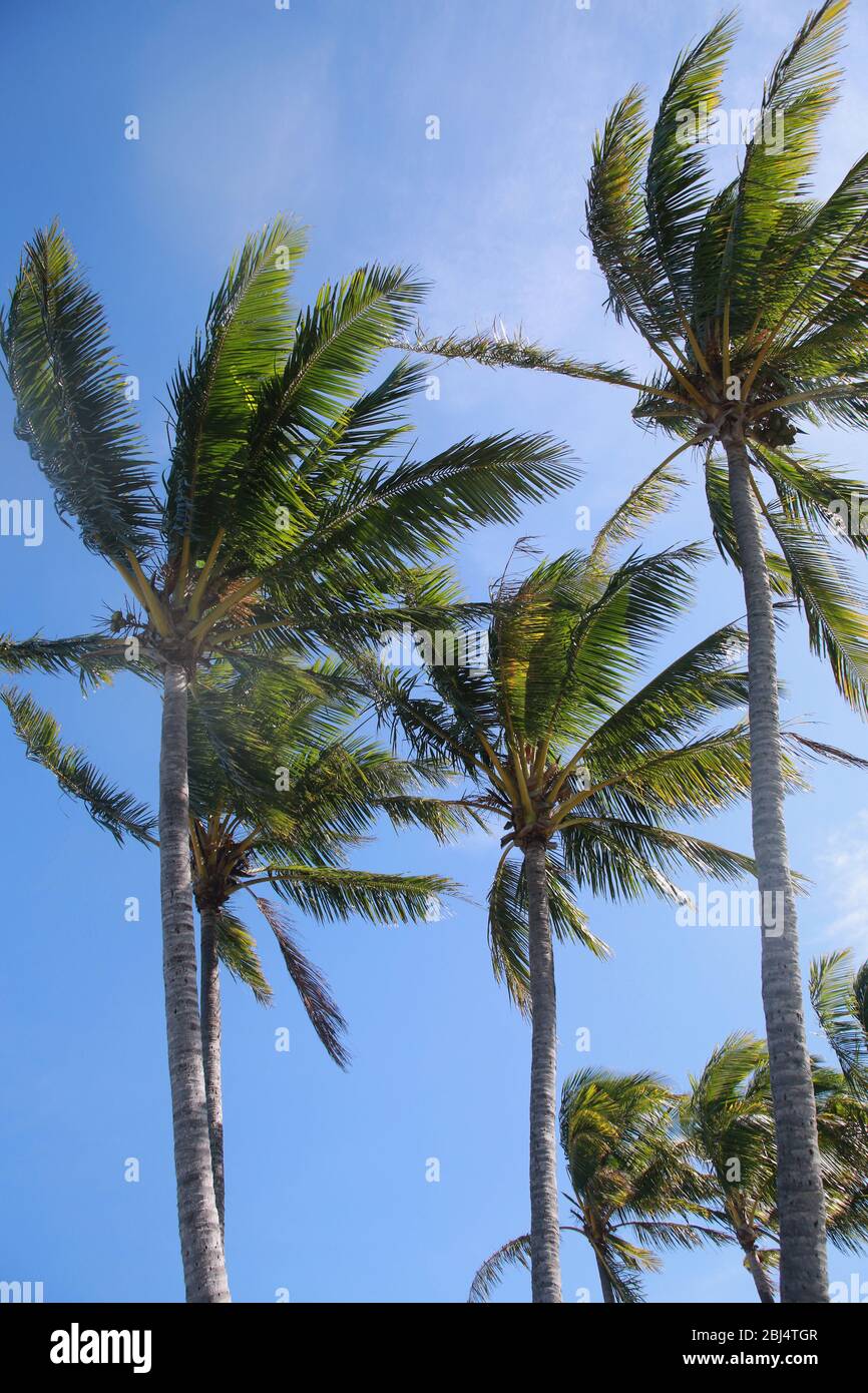 Palmen, Hamilton Island, QLD, Australien Stockfoto
