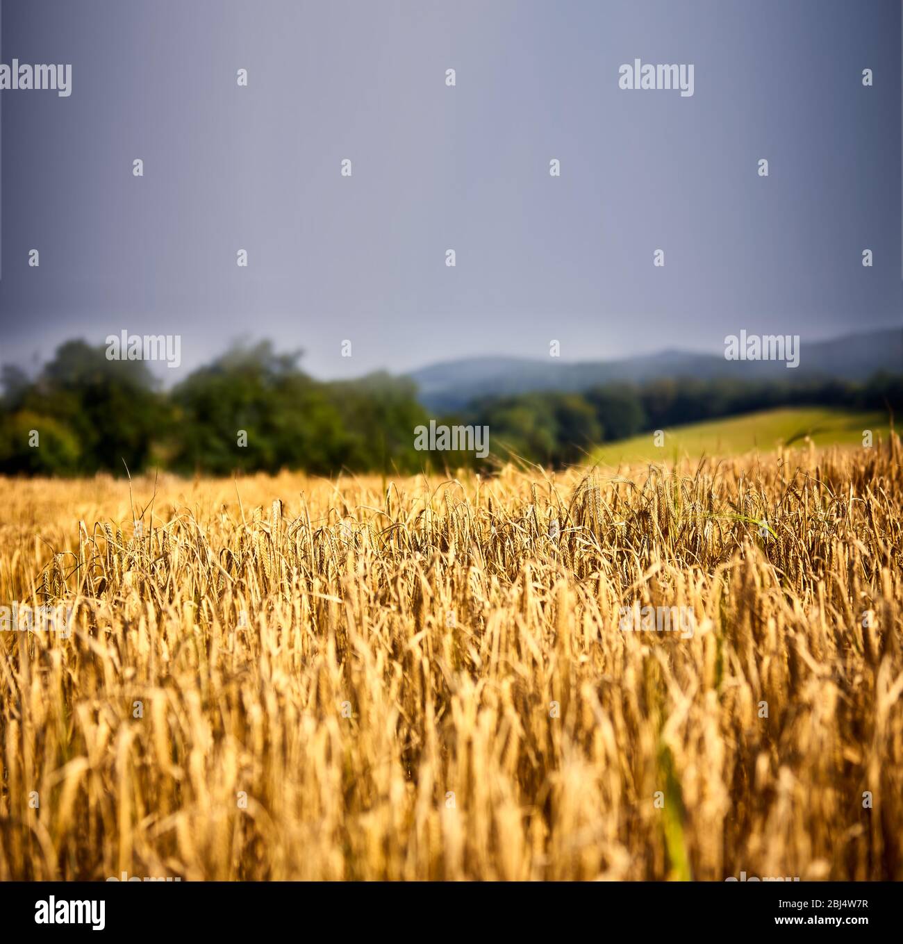 Weizenfelder in einer schönen Sommerlandschaft unter blauem Himmel Stockfoto