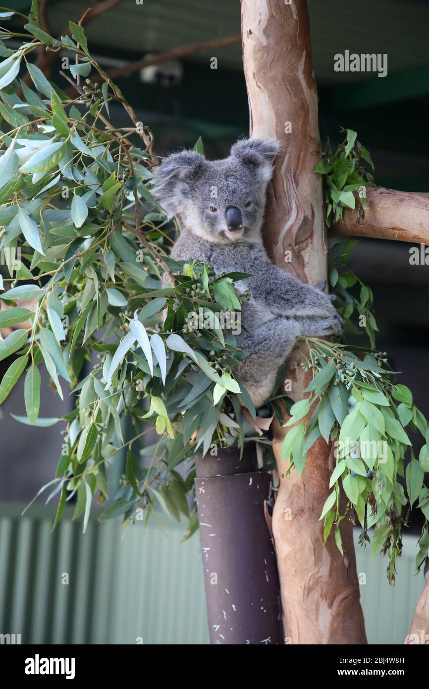 Koala Bears, Australien Stockfoto