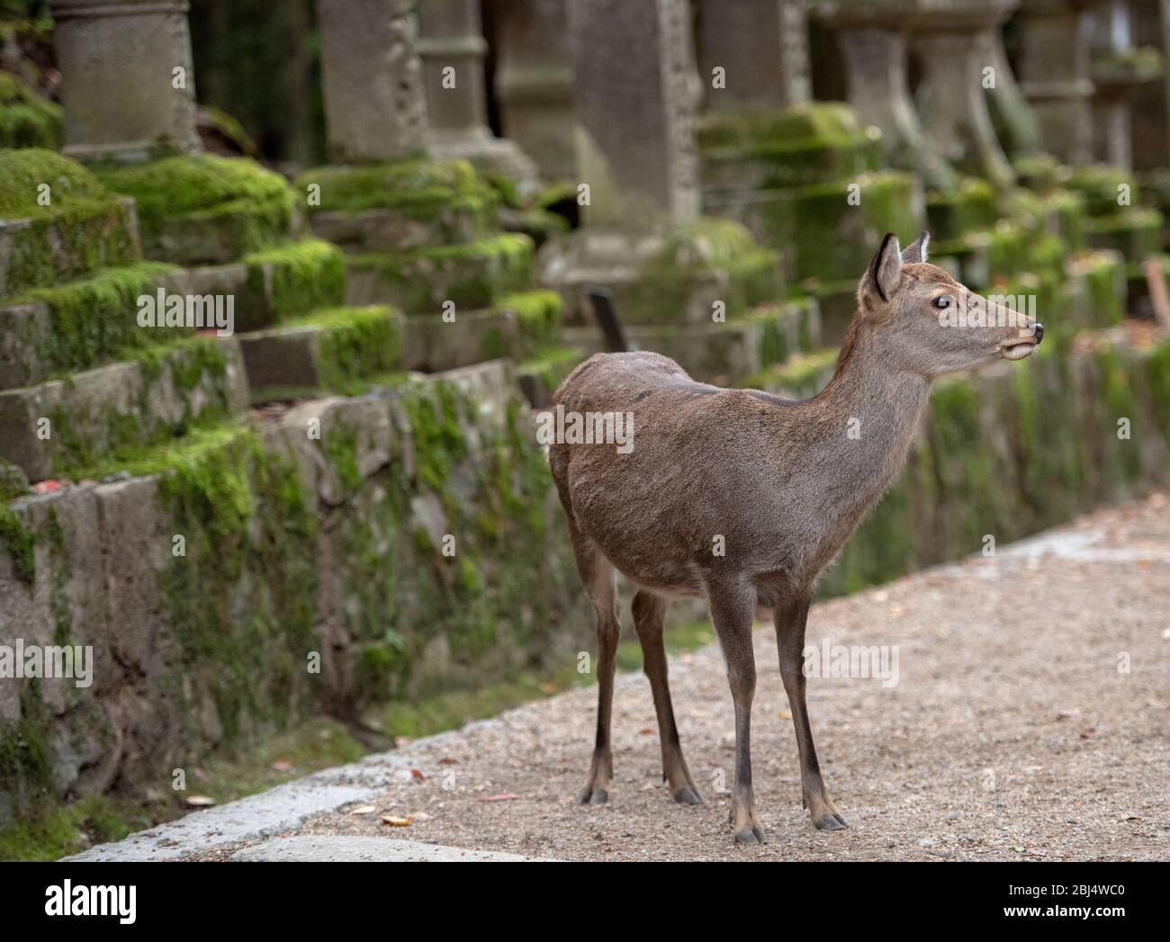 Im Nara Deer Park können Sie kostenlos Hirsche in Nara, Japan, herumlaufen. Stockfoto