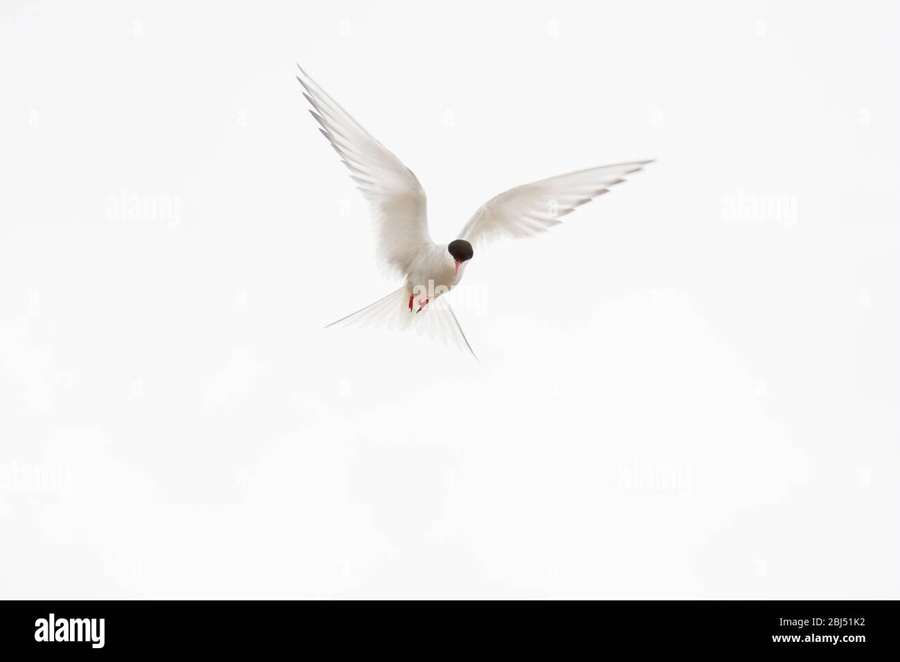 Weiße geflügelte Artic Tern gegen einen weißen Himmel. Stockfoto