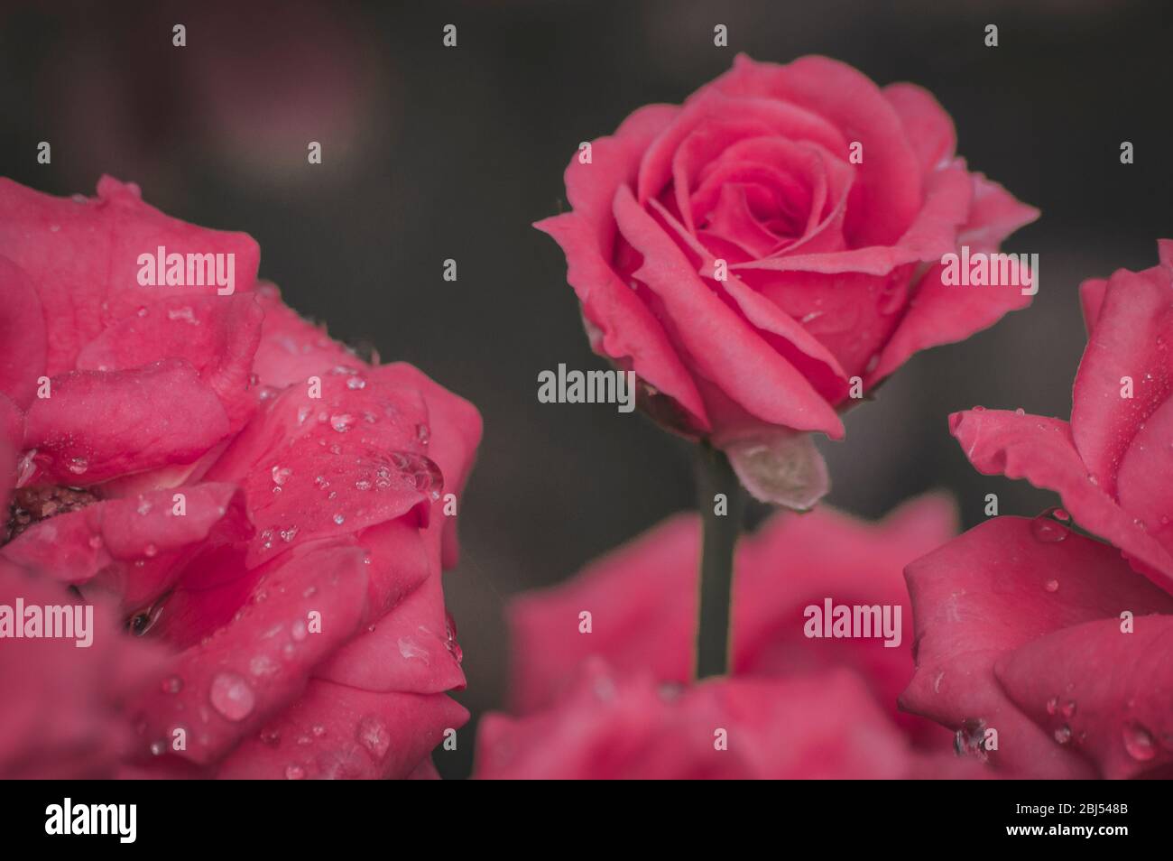 Schöne rote Rosen mit Tau-Tropfen darauf Stockfoto