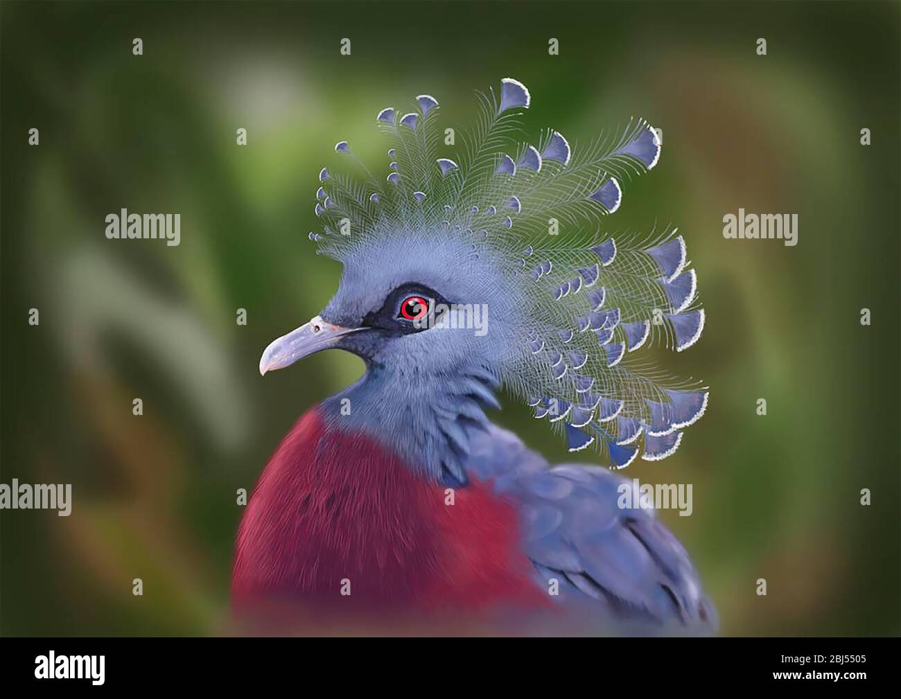 Kronentauben-Digitalmalerei Stockfoto