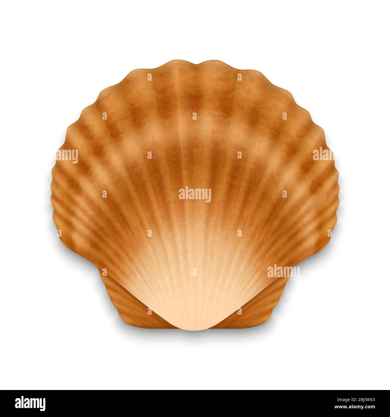 Vektor 3d realistische Braun geschlossene Scallop Perle Muschel Symbol Nahaufnahme isoliert auf weißem Hintergrund. Designvorlage. Draufsicht Stock Vektor