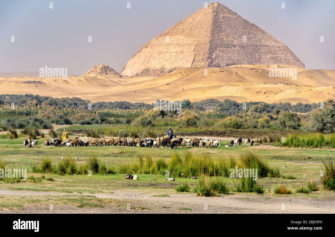 Hirte, der sich um seine Herde von Ziegen und Schafen in Dahshur mit der gebogenen Pyramide im Hintergrund Stockfoto